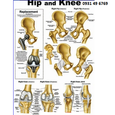 Tranh giải phẫu xương hông và khớp gối (Hip and Knee)