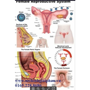 Tranh hệ sinh dục nữ