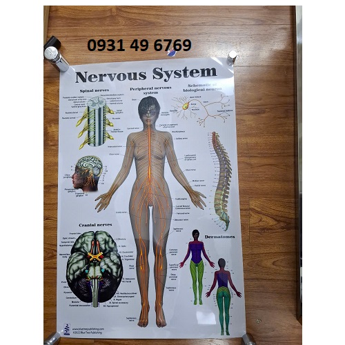 Tranh hệ thần kinh (Nervous System)