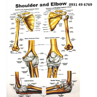 Tranh khớp vai và khớp khuỷu tay (Sholder and Elbow)