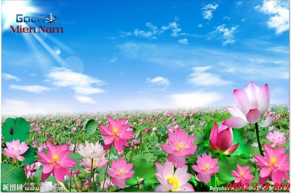 tranh kính 3d hoa sen