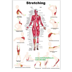 Tranh giải phẫu giãn cơ