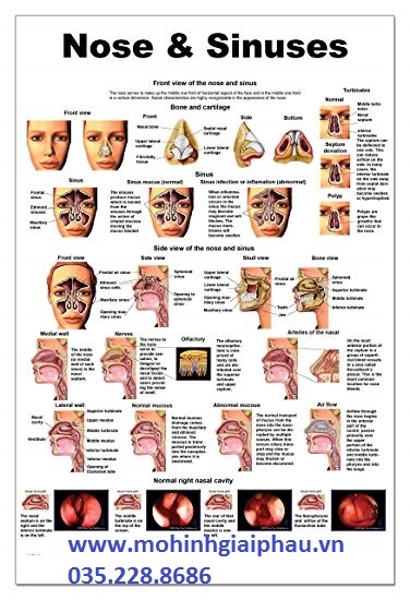 Tranh giải phẫu mũi và xoang mũi