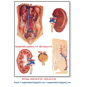 TRANH, BIỂU ĐỒ GIẢI PHẪU THẬN CỠ TO