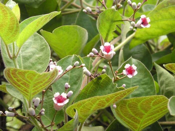 Thuốc trị đau bao tử hay nhất hiện nay. Đau bao tử nên uống thuốc gì. Thuoc tri dau bao tu nhanh nhat. Tri dau bao tu hieu qua