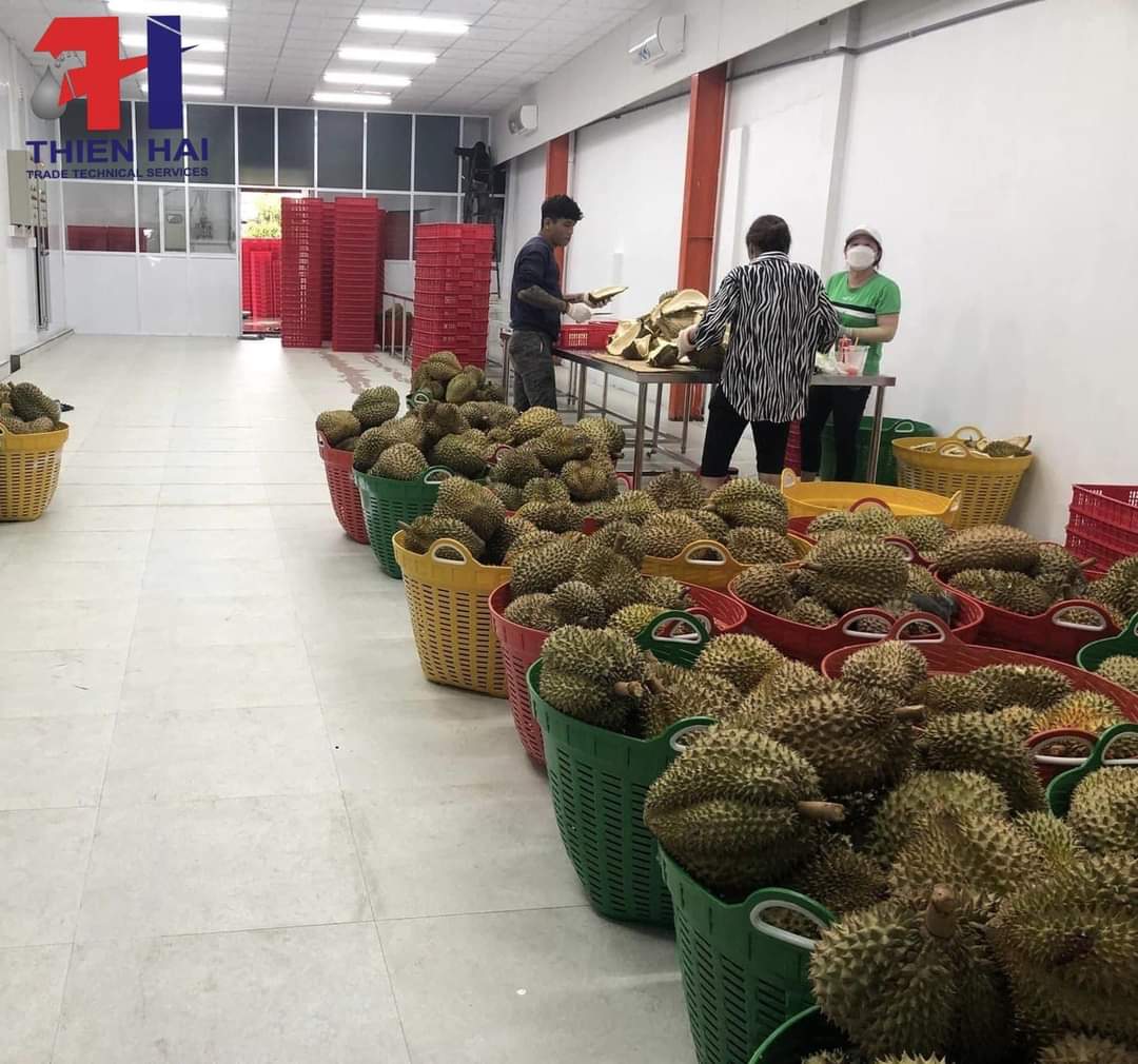 Tư Vấn, Thiết Kế, Thi Công Lắp Đặt Kho Lạnh Sầu Riêng Tại Xã Hòa Đông