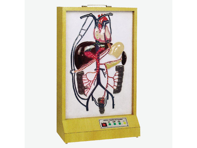 Mô hình vòng tuần hoàn bù tĩnh mạch cửa điện tử