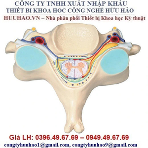 Mô hình giải phẫu tủy sống và đốt sống mặt cắt ngang