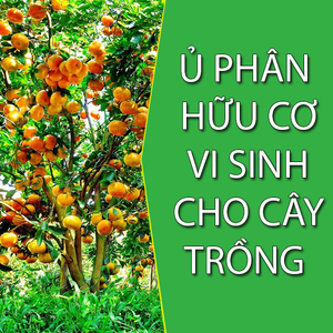Ủ PHÂN HỮU CƠ VI SINH CHO CÂY TRỒNG