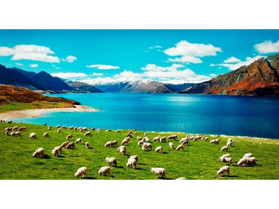 ÚC VS NEW ZEALAND: BẠN THÍCH KANGAROO HAY CỪU HƠN?? (PHẦN 2)