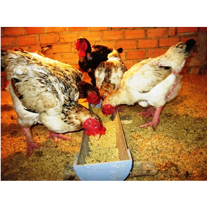 Vi sinh tiêu hóa bổ sung đạm HPDON-T (Dạng lỏng)