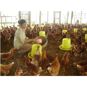 Vi sinh tiêu hóa HPDON-HR (Dạng lỏng)