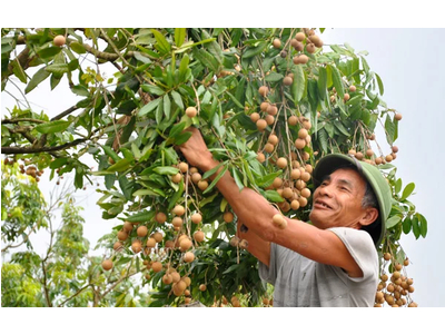 Hoàn Đi Bẻ Nhãn