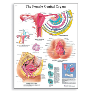 Tranh giải phẫu cơ quan sinh dục nữ