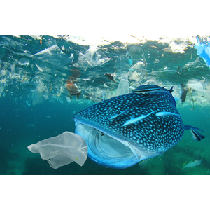 WWF kêu gọi khẩn cấp xây dựng Hiệp ước quốc tế về rác thải nhựa