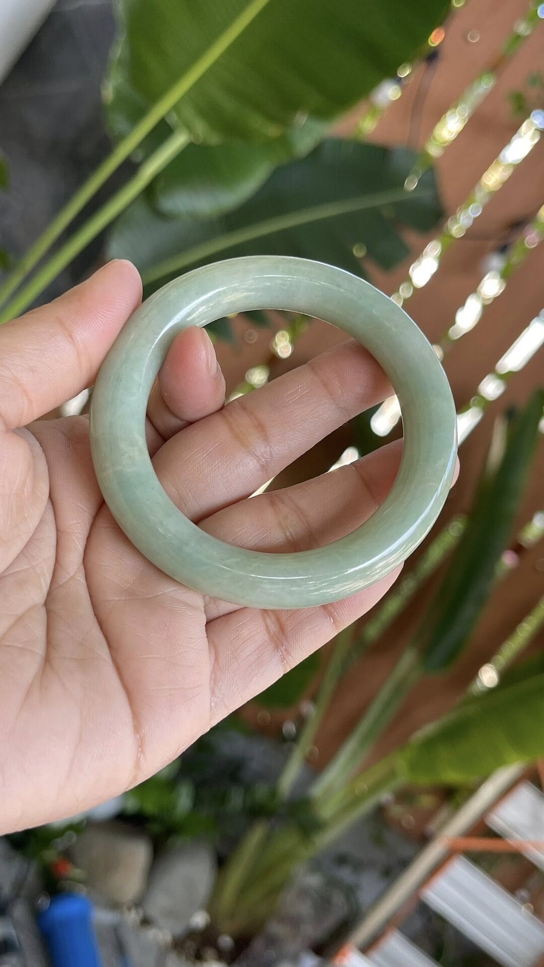 Xanh táo – Nếp mịn