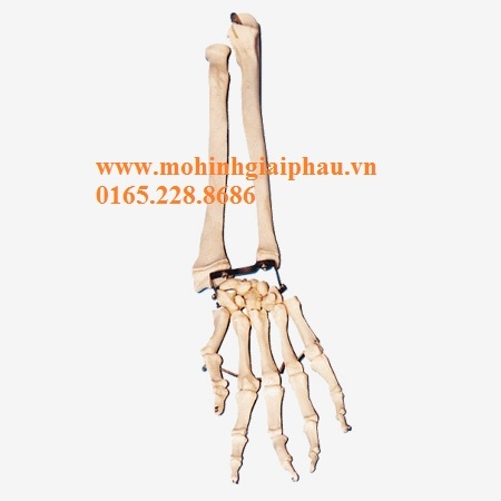 Mô hình xương bàn tay