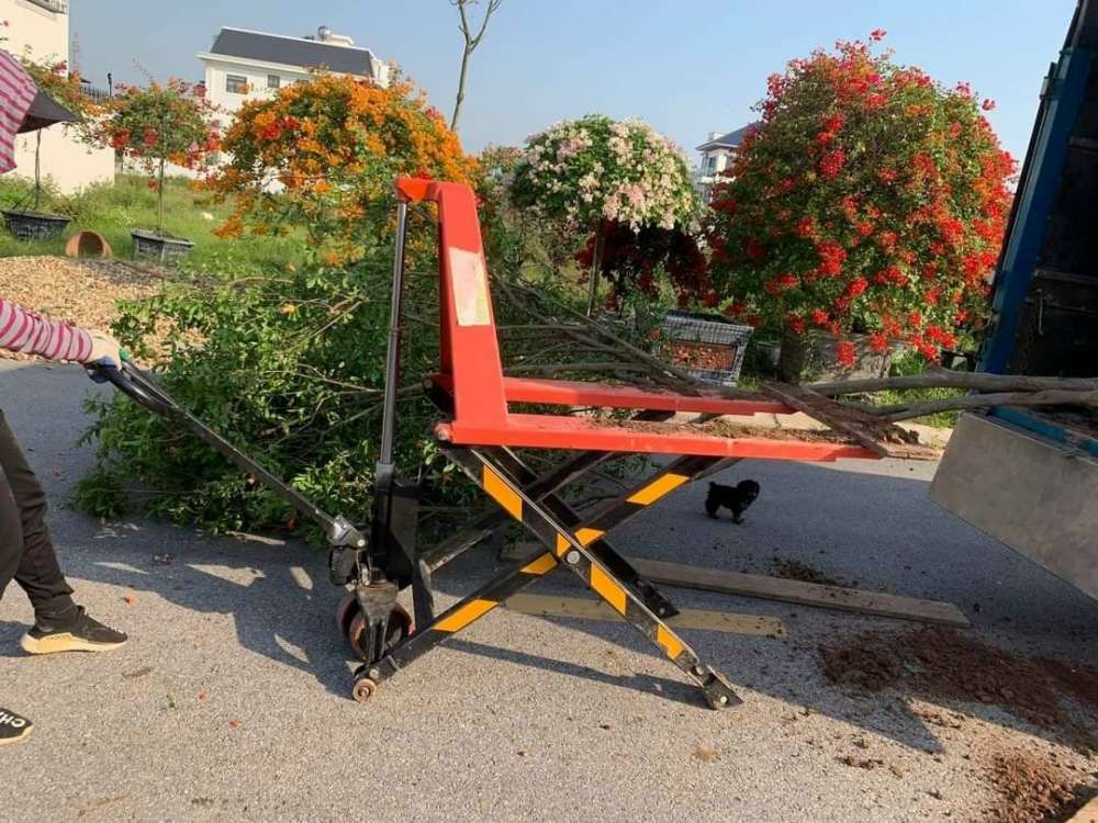 Xe nâng tay cắt kéo nâng chậu cảnh, chậu kiểng