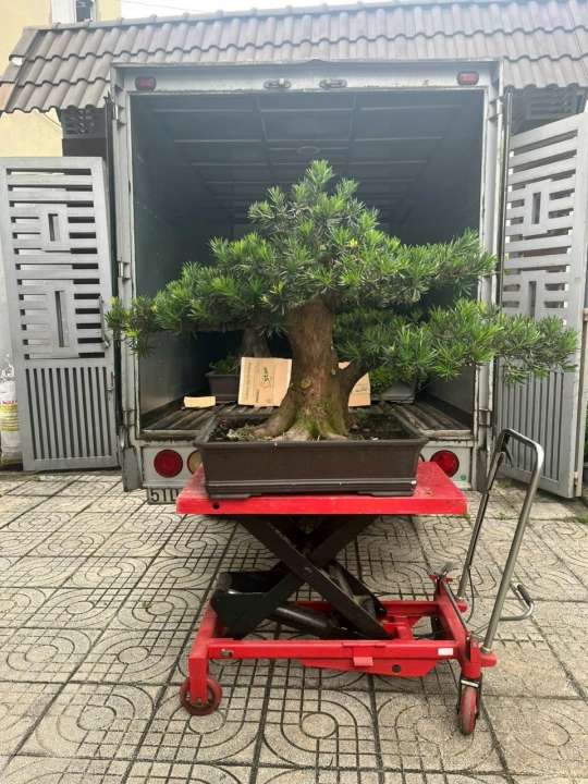 Xe nâng chậu cảnh - cây cảnh | Xe nâng Cường Thịnh