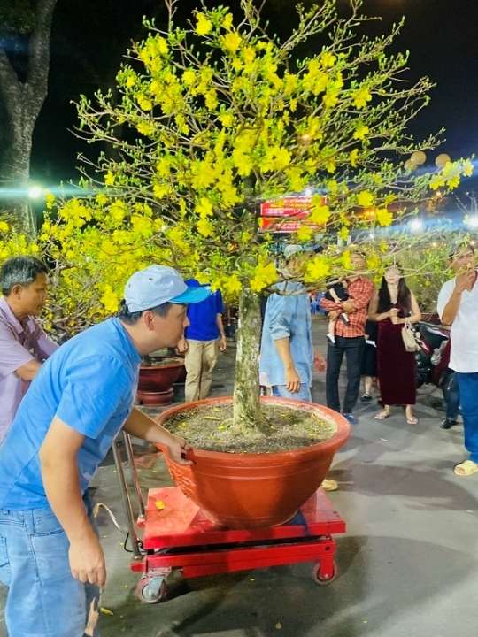 Xe nâng chậu cảnh - cây cảnh | Xe nâng Cường Thịnh