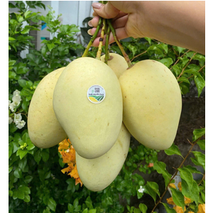 XOÀI CÁT CHU VÀNG VIETGAP