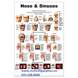 Tranh giải phẫu mũi và xoang mũi