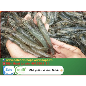 Xử lý môi trường nước ao nuôi thủy sản hiệu quả bằng chế phẩm men vi sinh