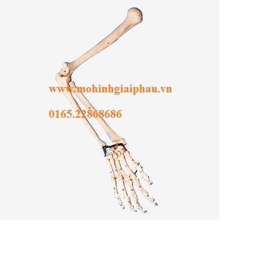 Mô hình xương cánh tay