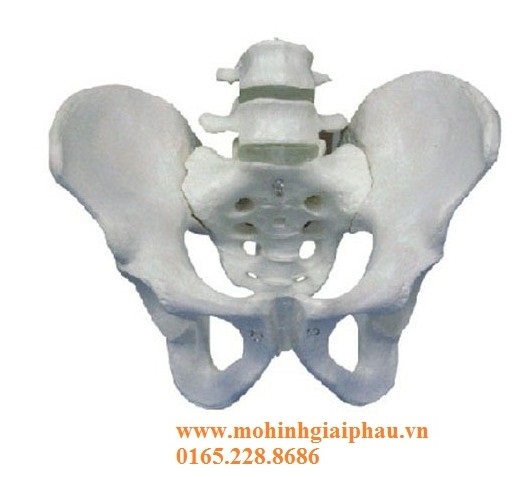 Mô hình khung chậu và 2 đốt sống thắt lưng