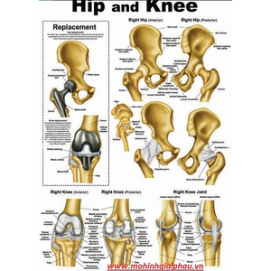 Tranh giải phẫu xương hông và khớp gối