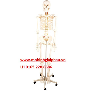 Mô hình bộ xương người 180cm