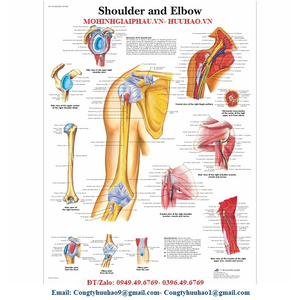 TRANH, BIỂU ĐỒ XƯƠNG KHỚP VAI VÀ KHUỶU TAY