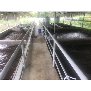 VI SINH HIẾU KHÍ XỬ LÝ NƯỚC THẢI CHĂN NUÔI CP-BioAT (dạng lỏng)