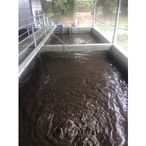 VI SINH HIẾU KHÍ XỬ LÝ NƯỚC THẢI CHĂN NUÔI CP-BioAT (dạng lỏng)