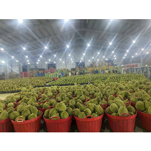 BÁN VÀ LẮP ĐẶT MÁY PHÁT ĐIỆN ISUZU 33KVA CHUYÊN BIỆT GÁC CONTAINER LẠNH